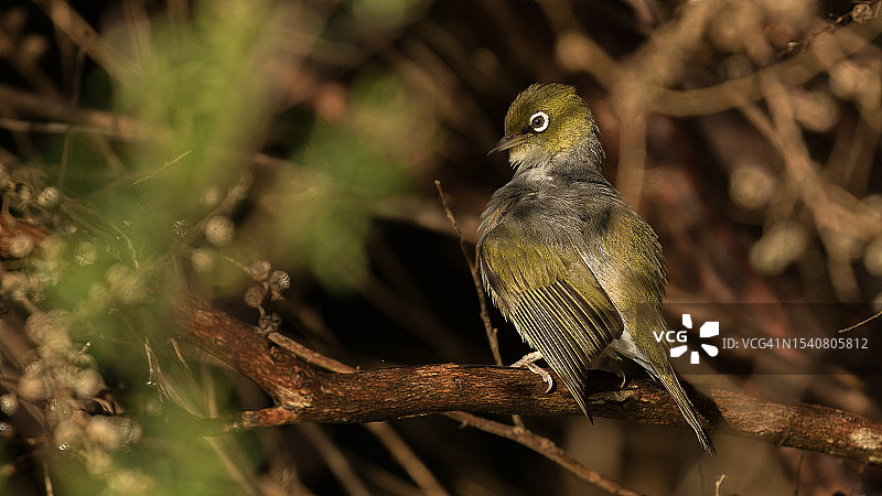 鸣禽栖息在树枝上的特写图片素材