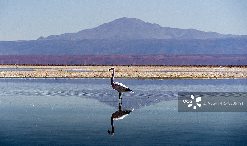 智利圣佩德罗德阿塔卡马，栖息在湖上的火烈鸟侧视图图片素材