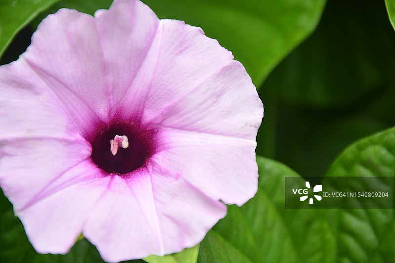 粉色花朵的特写图片素材