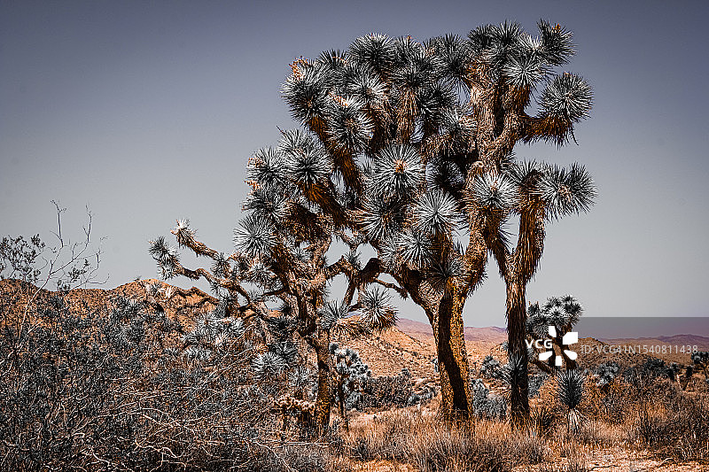 田野树木映衬晴空，约书亚树，加州，美国图片素材