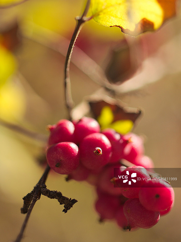 美国德克萨斯州沃斯堡树上生长的浆果特写图片素材