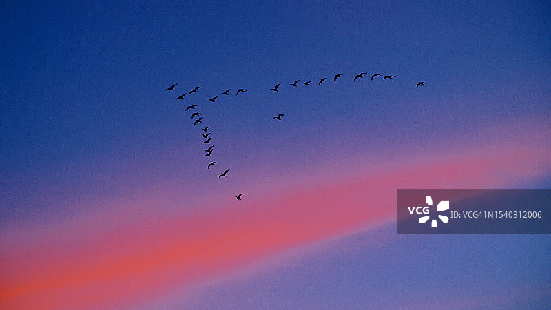 日落时分，鸟飞翔的剪影的仰视照片图片素材