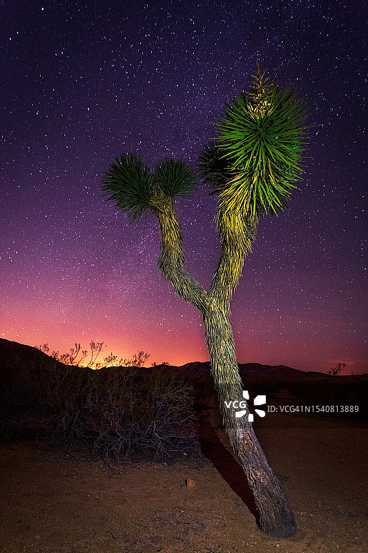夜间加利福尼亚州维克托维尔的田野树木图片素材