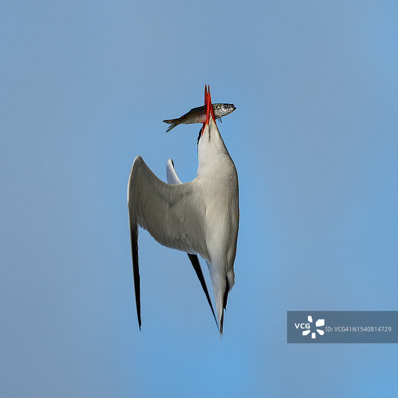 美国在晴朗天空下飞翔的燕鸥的低角度视图图片素材
