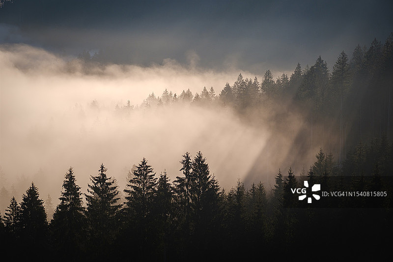 斯洛文尼亚什科菲亚洛卡的森林树木图片素材