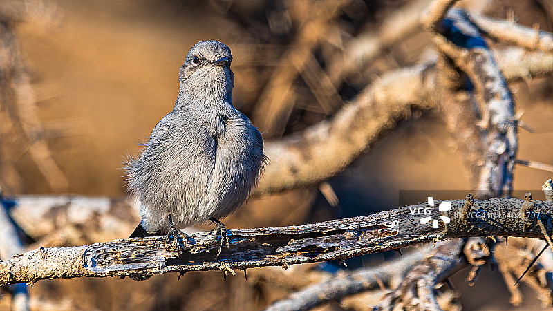 松鸦栖息在树枝上特写图片素材
