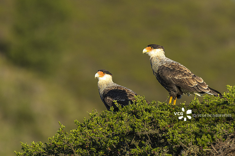 植物上栖息的鸟类特写图片素材