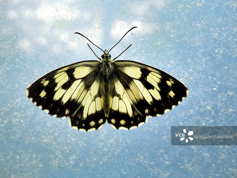 法国多尔多涅树叶上的蝴蝶特写图片素材