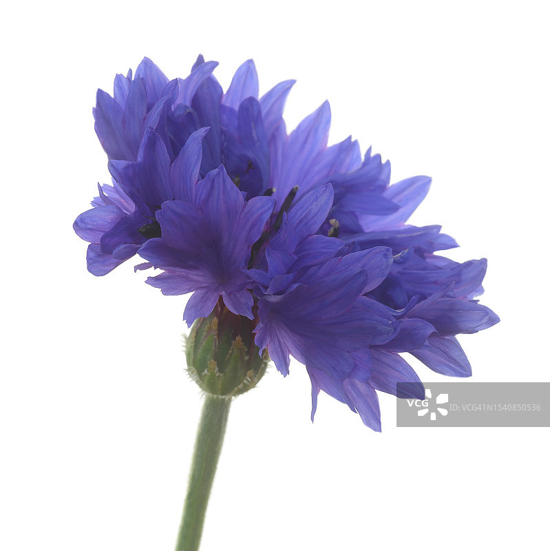 白色背景上的蓝色矢车菊特写侧视图图片素材