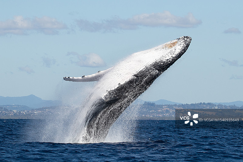 座头鲸跃出水面图片素材