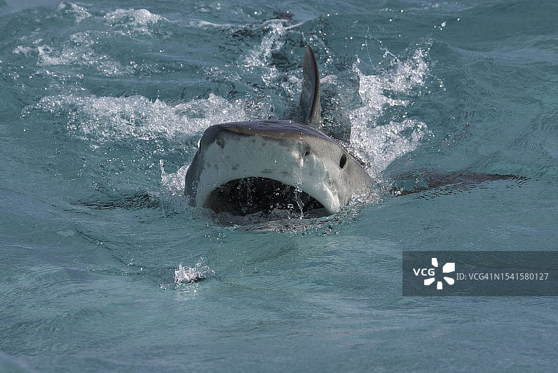 虎鲨在水面攻击图片素材