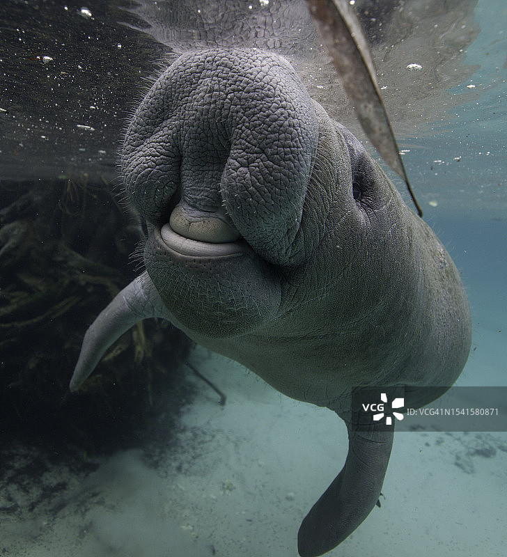有趣的幼年海牛面部特写图片素材