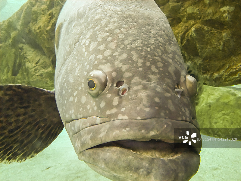 巨型石斑鱼图片素材