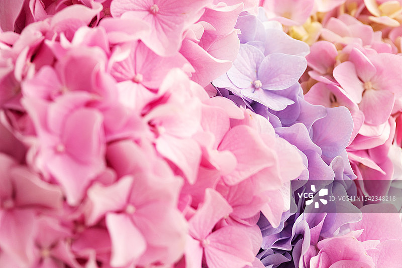 绣球花特写图片素材