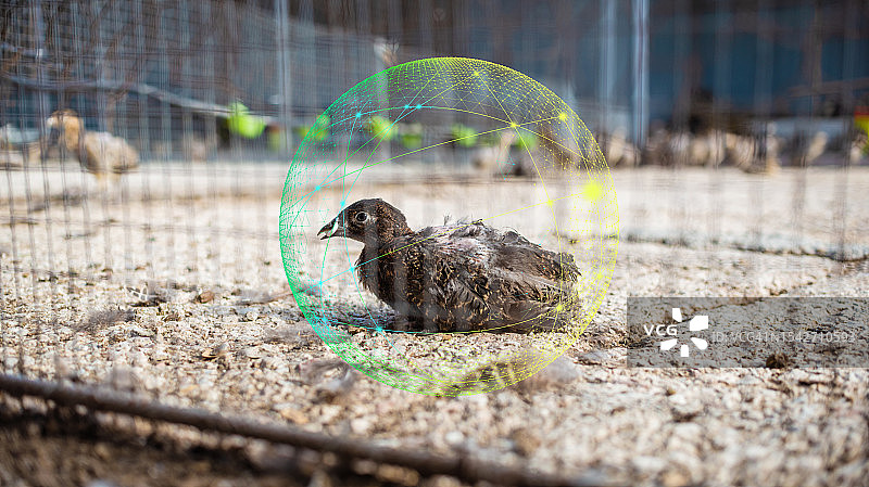 使用人工智能的养鸡场图片素材