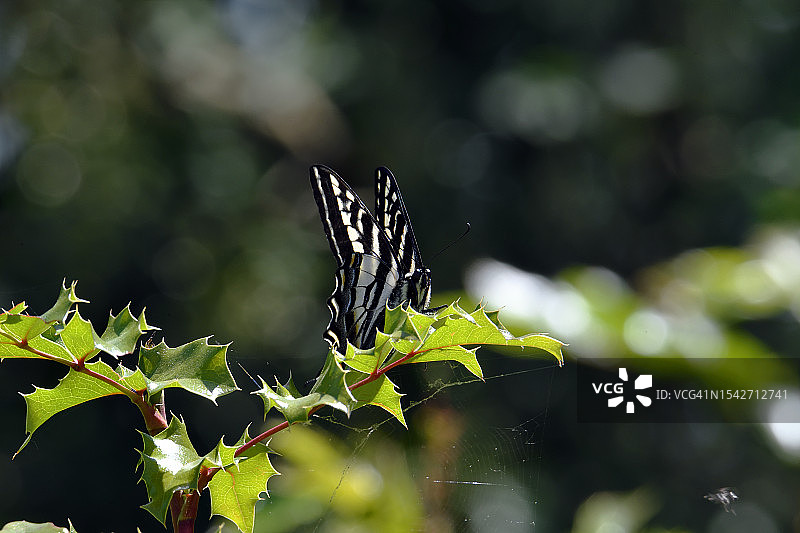 茴香凤蝶图片素材