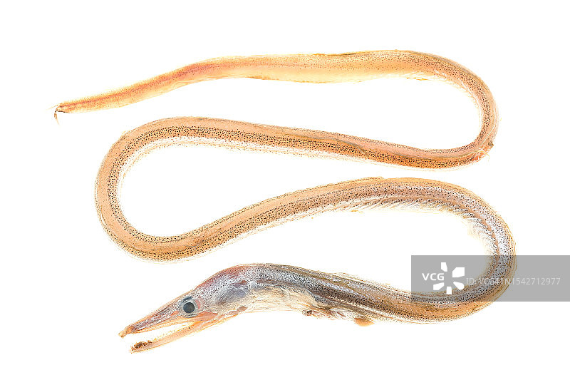 黑尾梭康吉鳗图片素材