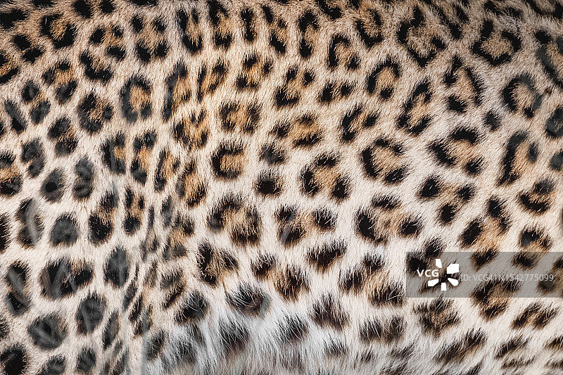 豹子特写图片素材