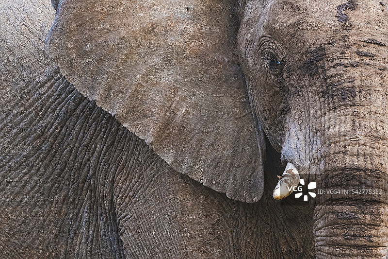 非洲象肖像图片素材