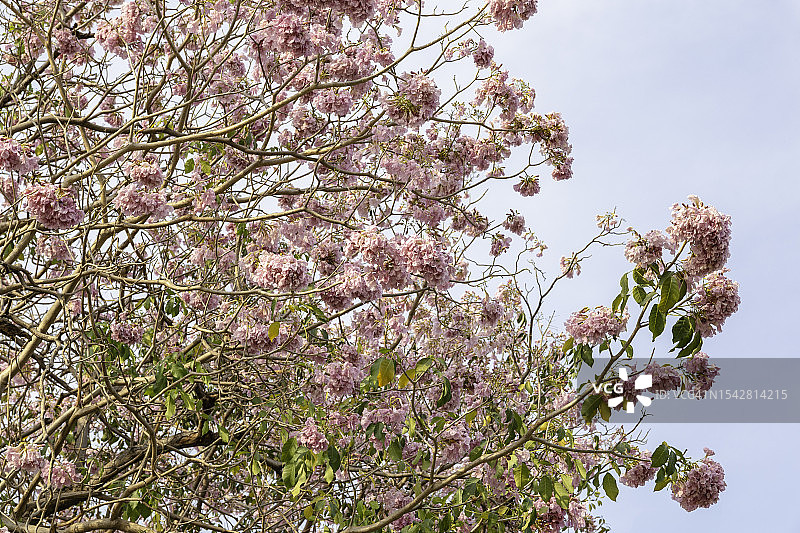 盛开的粉色风铃木特写，泰国曼谷乍都乍公园图片素材