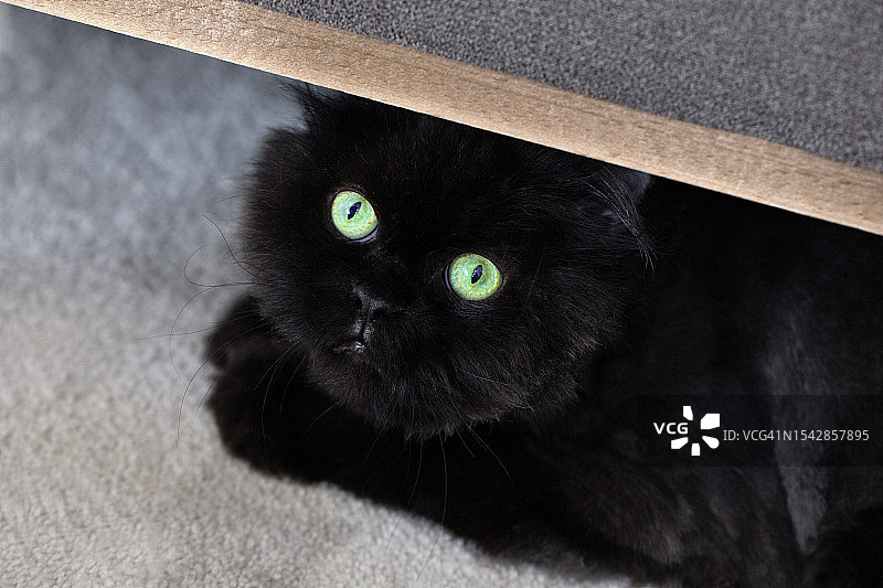 躲藏的黑猫图片素材