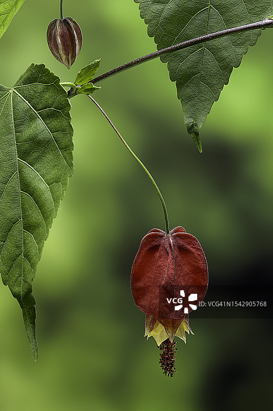 蔓性风铃花图片素材