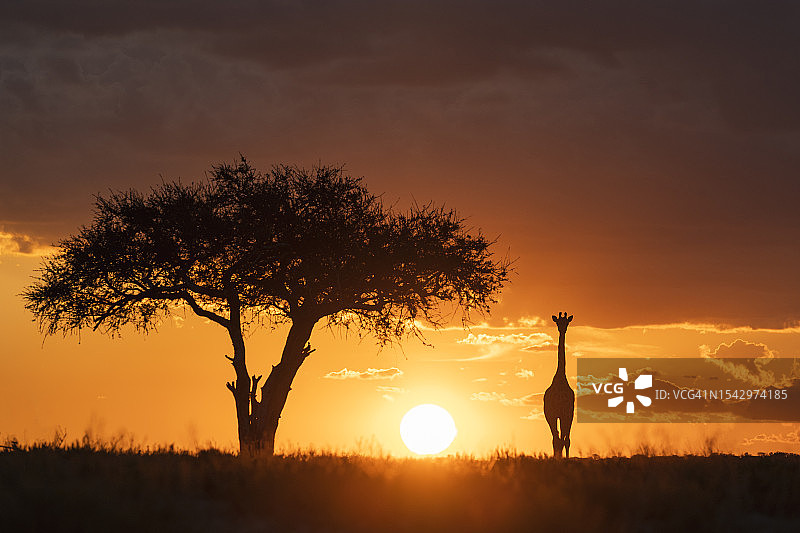 长颈鹿和金合欢树在日落时的稀树草原图片素材