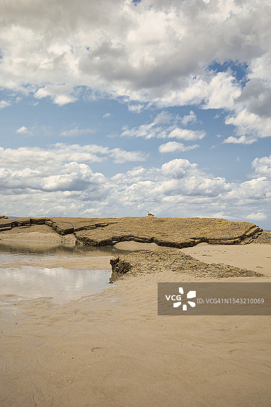 大教堂海滩岩石上的海鸥图片素材