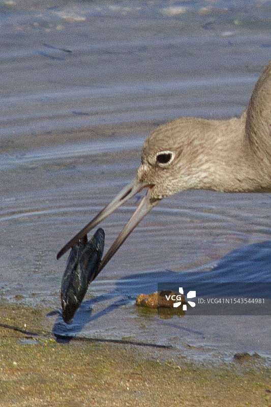 近距离观察鹬鸟食用贻贝图片素材