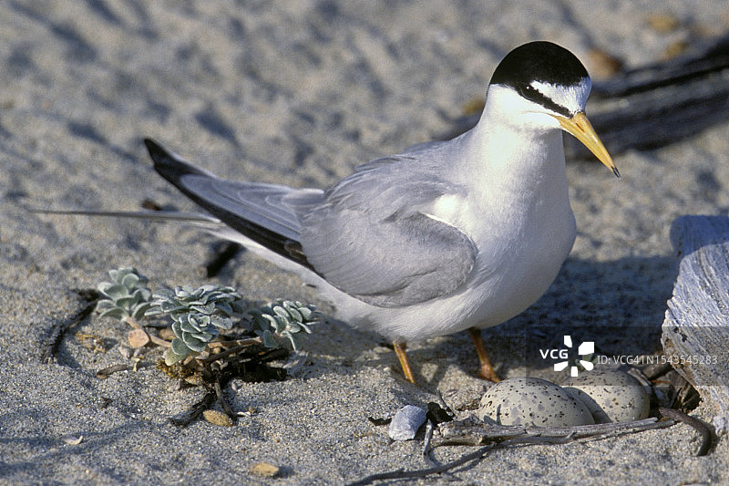 在海滩上下蛋的加州小燕鸥图片素材