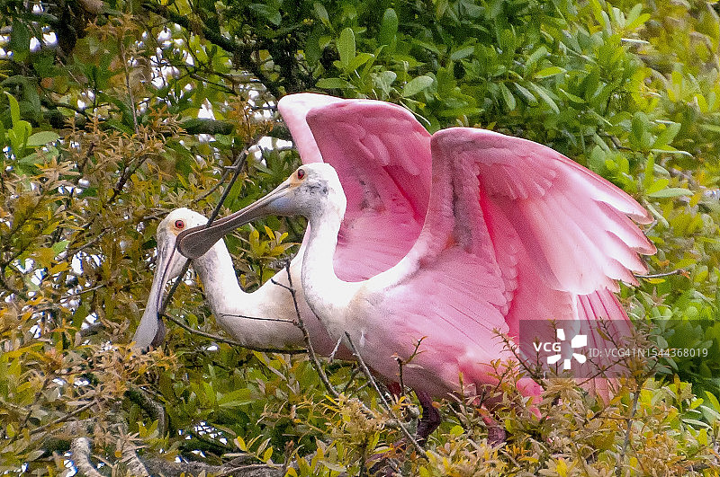 琵鹭共筑未来家园图片素材