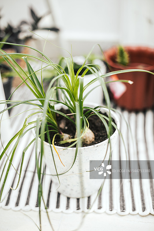 家庭环境中的盆栽图片素材