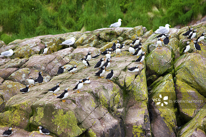 加拿大纽芬兰威特勒斯湾海鸥岛图片素材