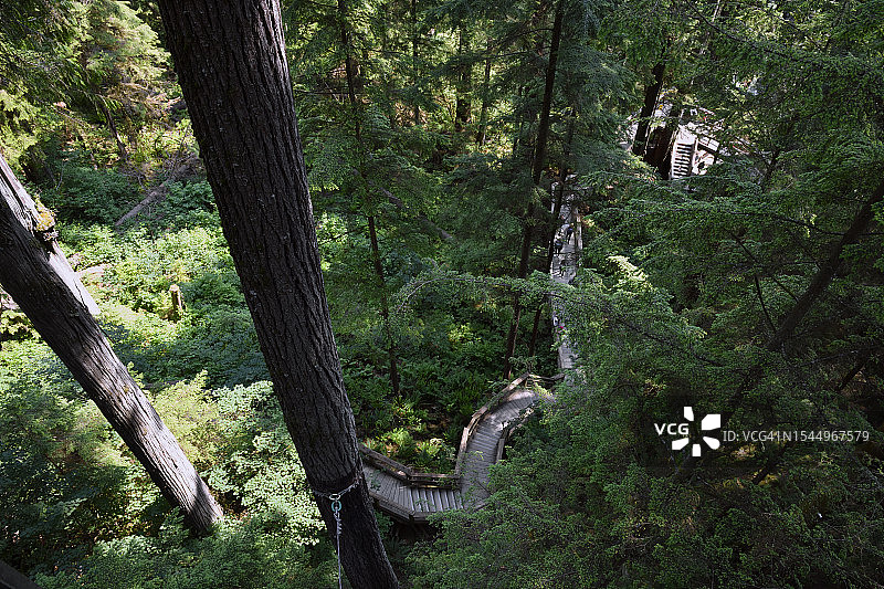 卡皮拉诺公园树顶漫步图片素材