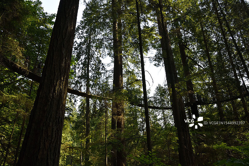 卡皮拉诺公园树顶漫步道局部图片素材