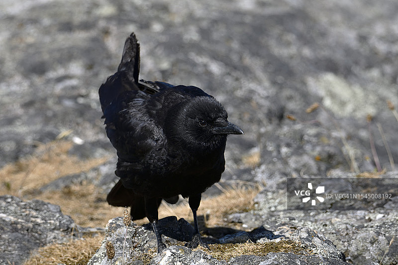 Brody湾的美洲乌鸦图片素材