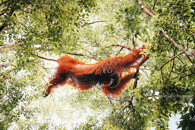 在婆罗洲森林中摇摆的野生雄性猩猩图片素材