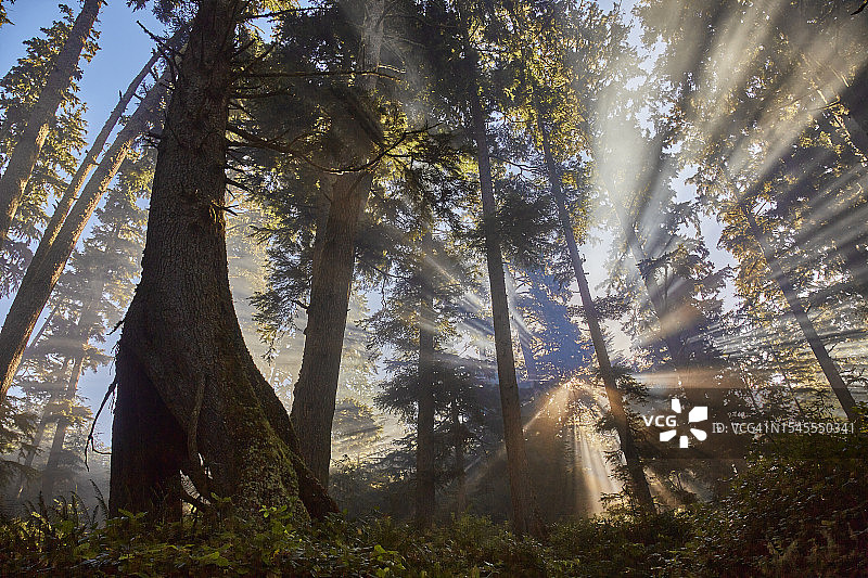 加拿大温哥华岛徒步旅行图片素材