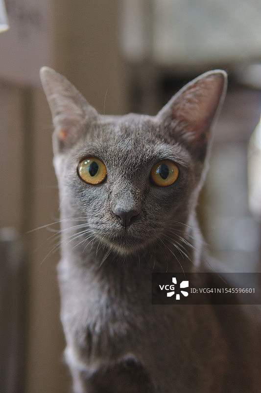 猫咪看着镜头。优雅的银蓝色科拉特猫，优雅的毛皮和雄伟的猫科动物朋友的惊艳图像。图片素材