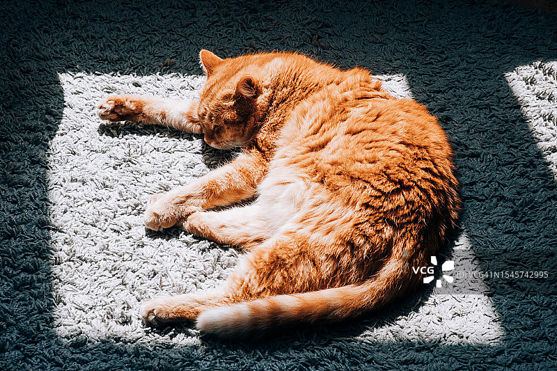 姜色猫咪在阳光下享受阳光图片素材