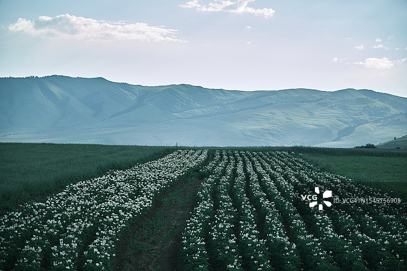 山谷中的马铃薯田图片素材