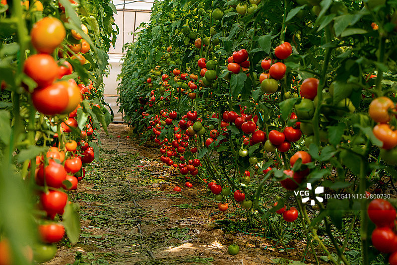 有机番茄温室图片素材