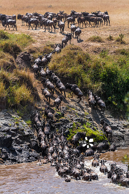 野生动物大迁徙期间，角马羚羊 crossing 马拉河图片素材