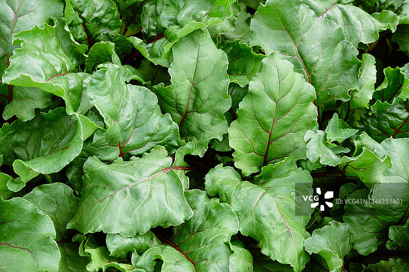 绿色甜菜叶纹理，乡村甜菜丰收图片素材