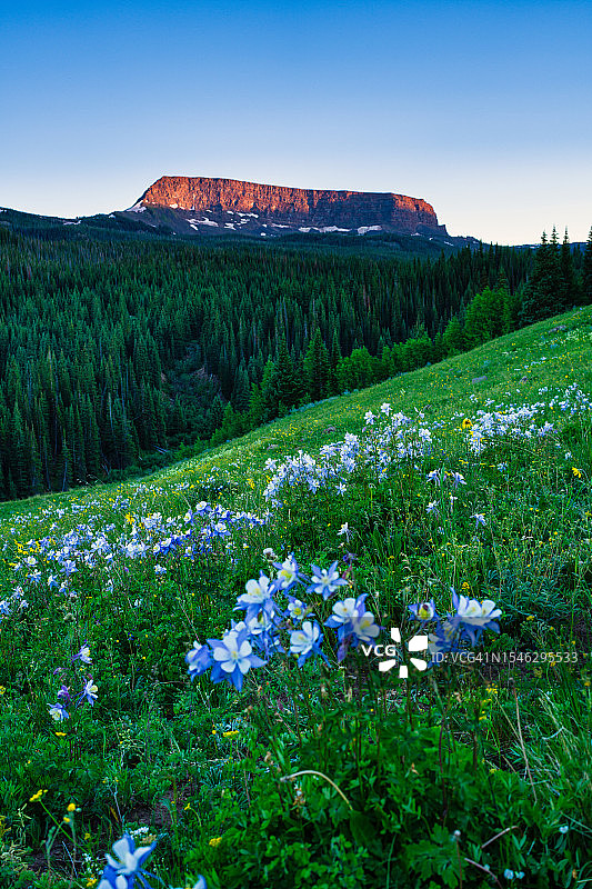 山地草甸上的蓝色耧斗菜花草甸图片素材