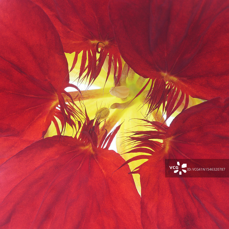 红色旱金莲花蕊特写图片素材