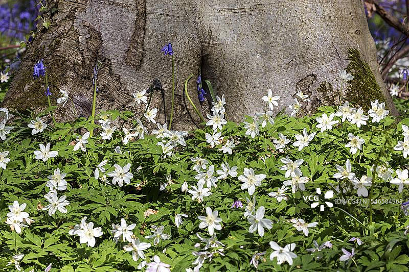 开花的银莲花（Anemonoides nemorosa），位于比利时弗拉芒布拉班特省哈雷附近的哈勒博斯图片素材