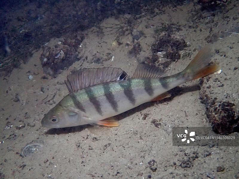 夜晚在苏黎世湖中游泳的欧鲈鱼图片素材