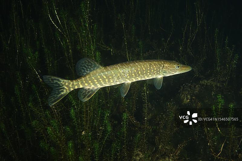 夜间的白斑狗鱼，位于瑞士和德国交界的莱茵河图片素材