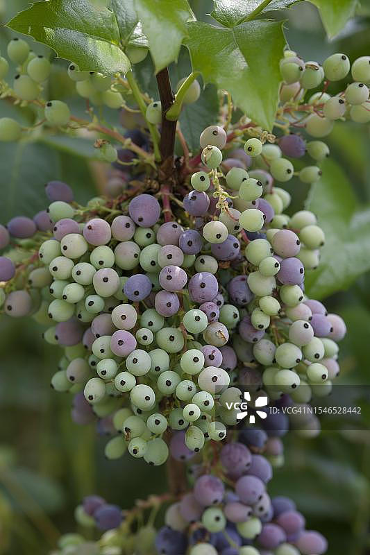 小檗（阔叶十大功劳）浆果，德国巴登-符腾堡州图片素材